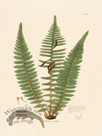Hooker Fern 18